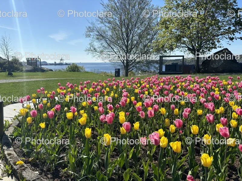 Tulip Fields