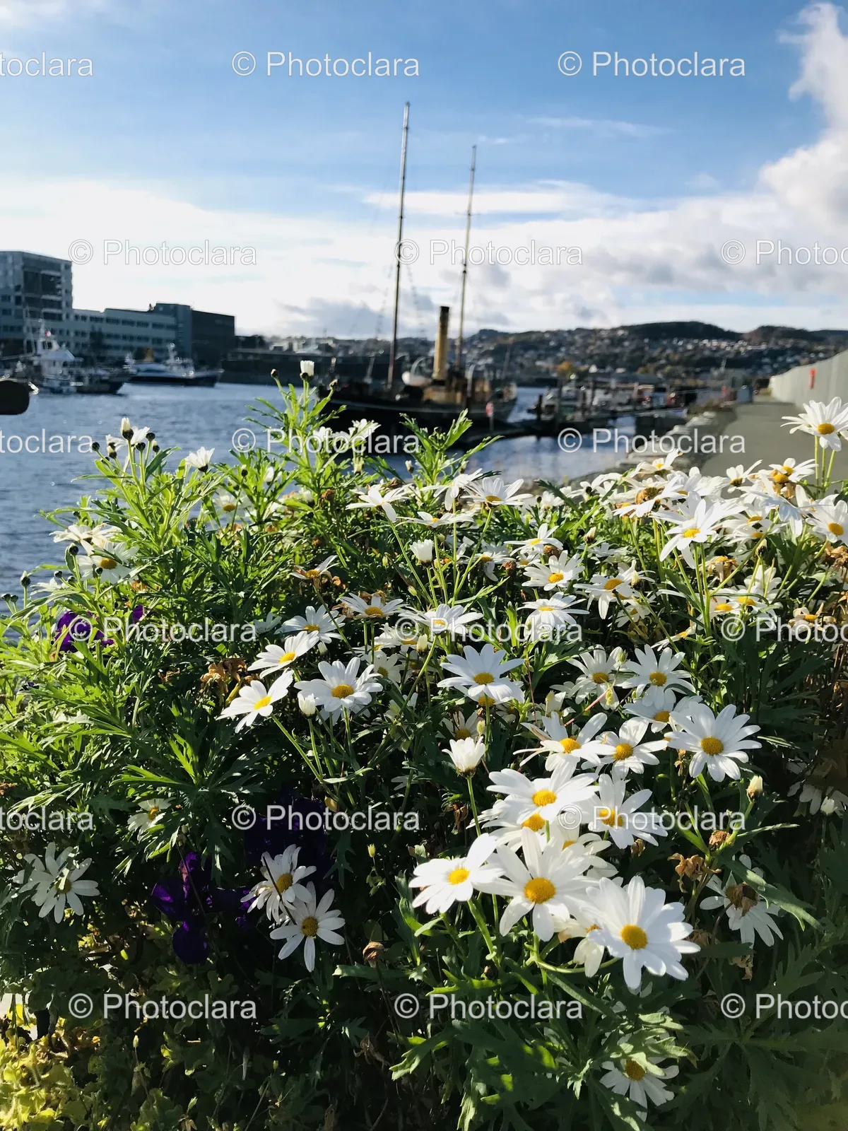 flowers-by-the-water.jpg