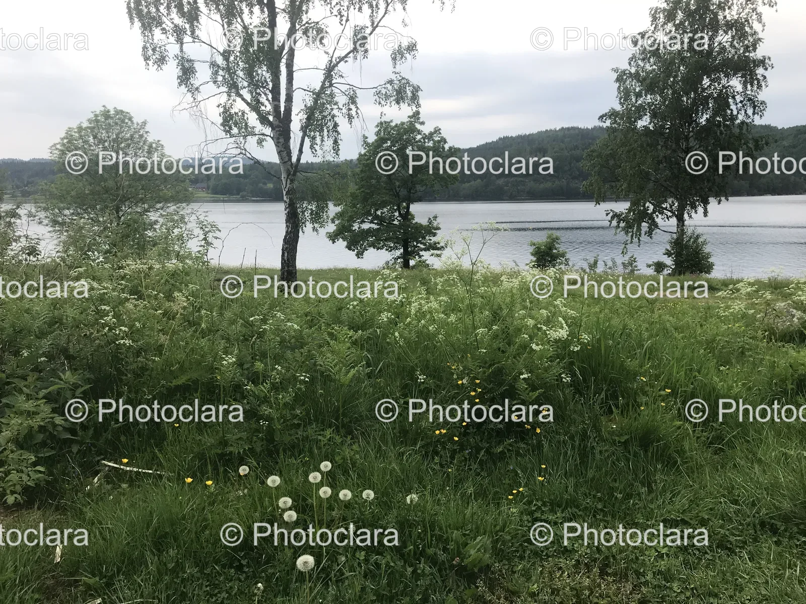Serene-Lakeside-with-Grassy-Banks-and-Trees.jpg