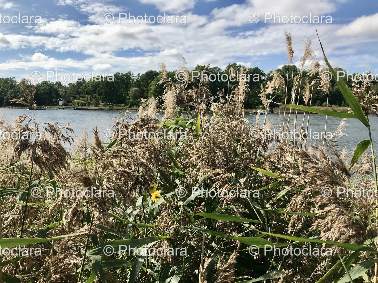 tall-grass-by-tranquil-waters.jpg