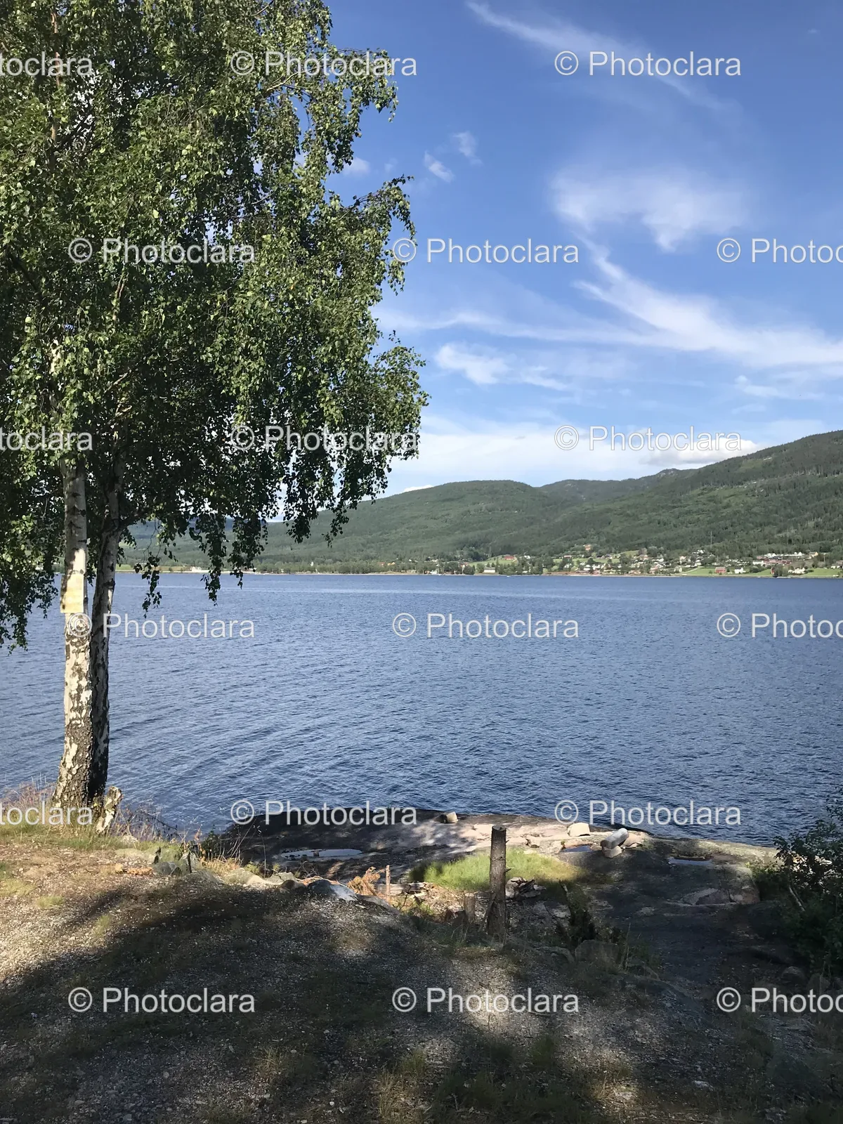 Tranquil-Lakeside-Tree.jpg