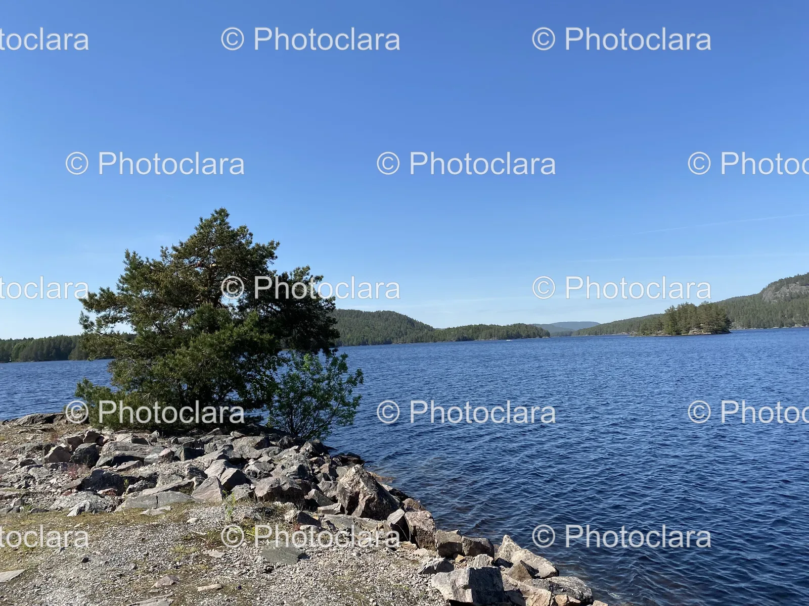 Tree-on-Rocky-Shore-by-a-Tranquil-Water-Body.jpg