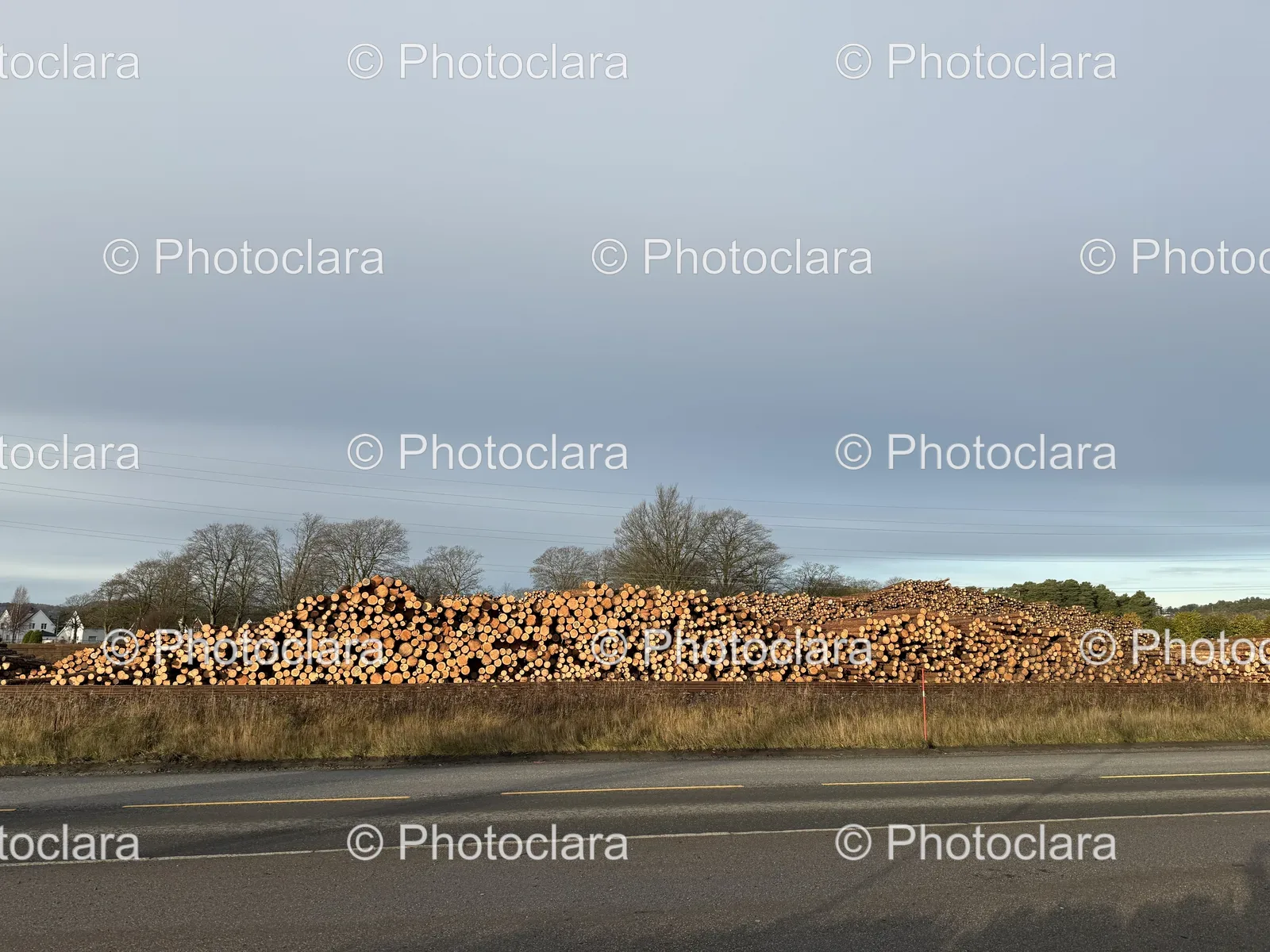 Logs-Giraffes-and-Nature-Harmony.jpg