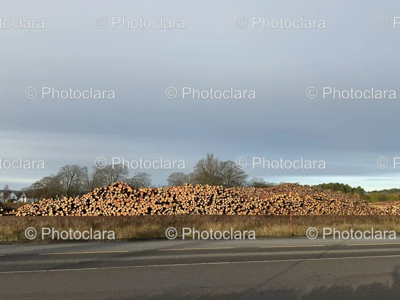 Wildlife and Log Roads