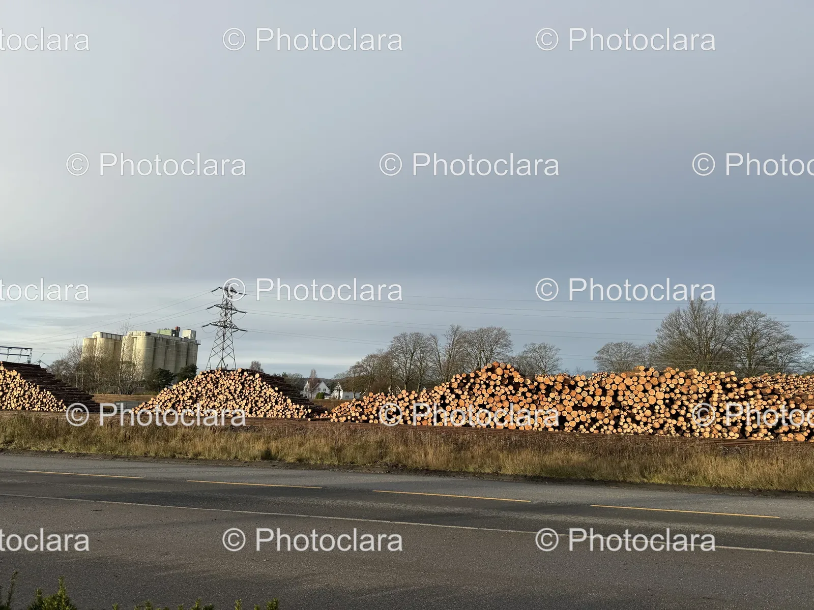 Wildlife-Roaming-Log-Laden-Road.jpg