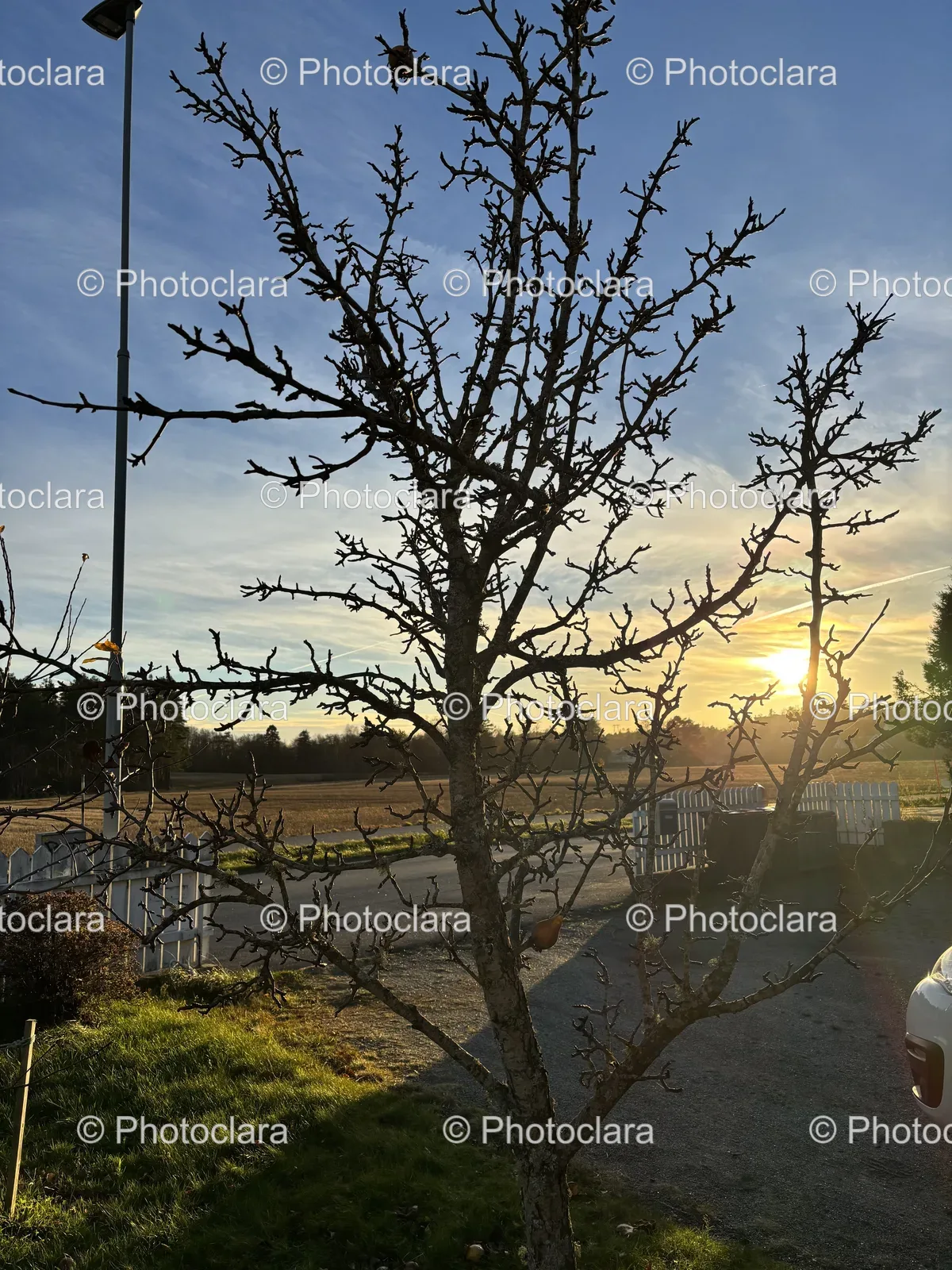 leafless-tree-against-the-sky.jpg