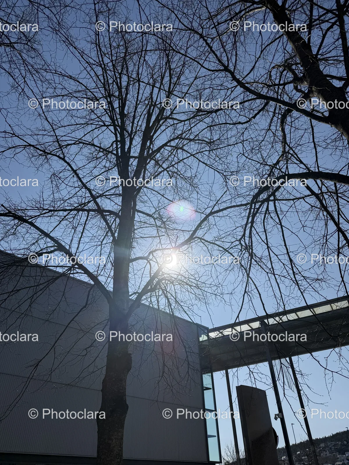 Radiant-Sunlight-Through-Winter-Branches.jpg