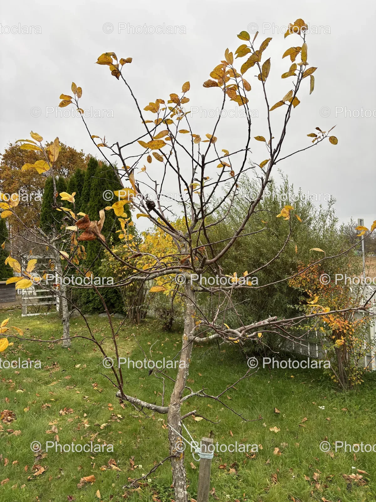 Golden-Autumn-Tree.jpg