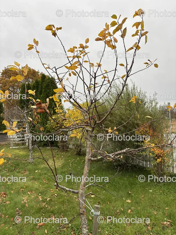 Autumn Colors