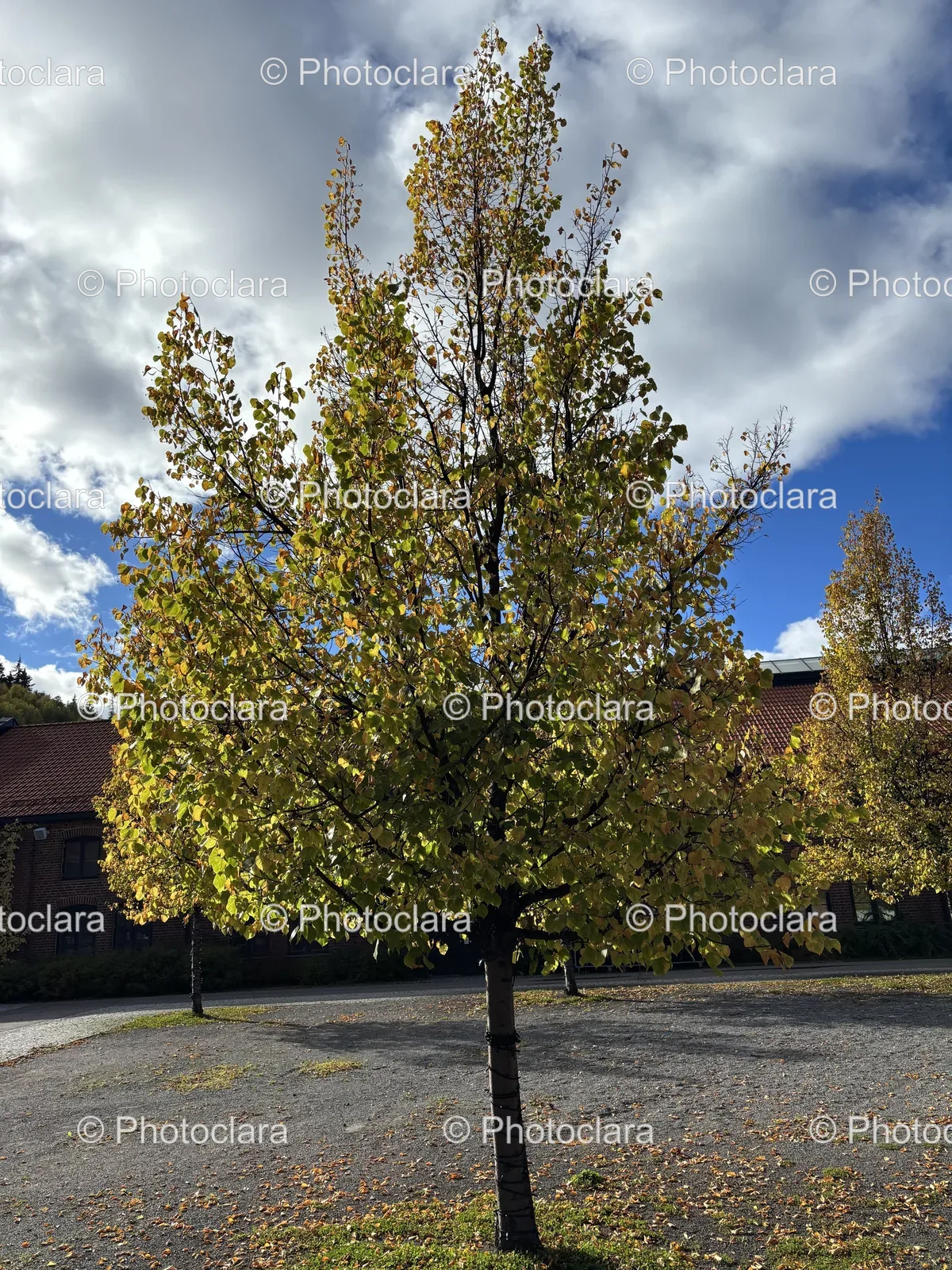 golden-leaves-amidst-gentle-breeze.jpg