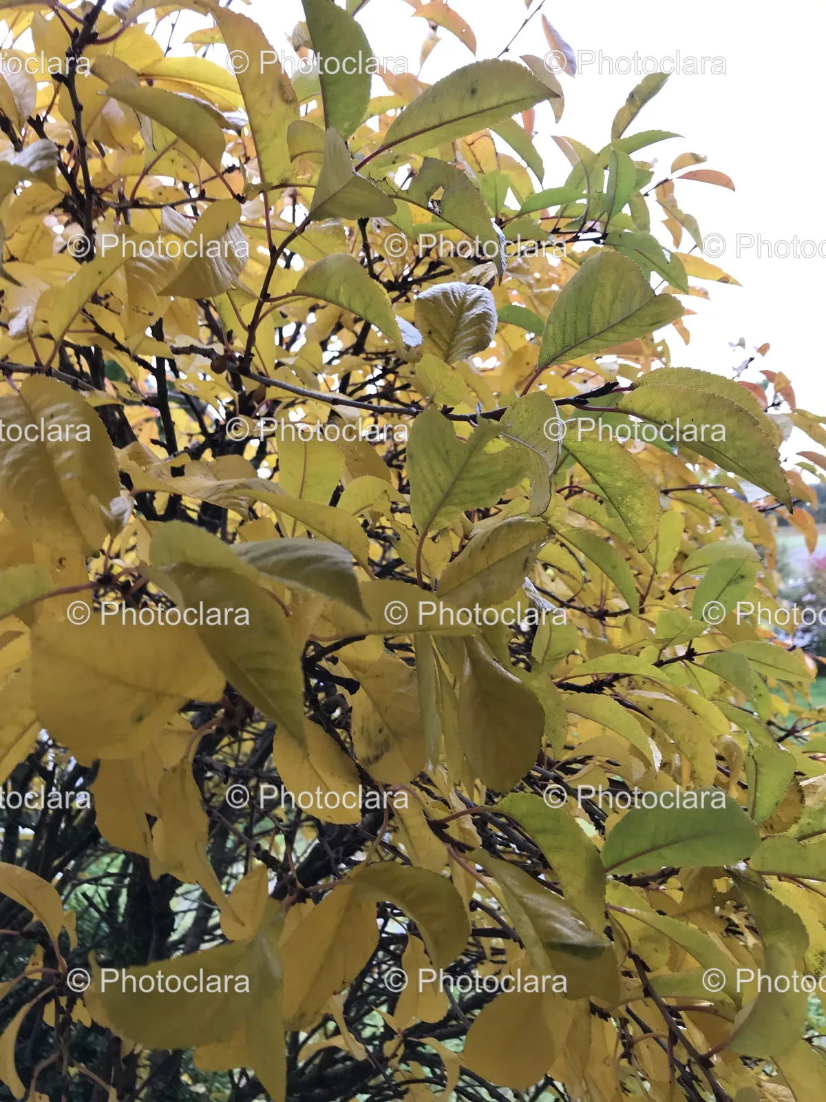 golden-leaves-of-autumn.jpg