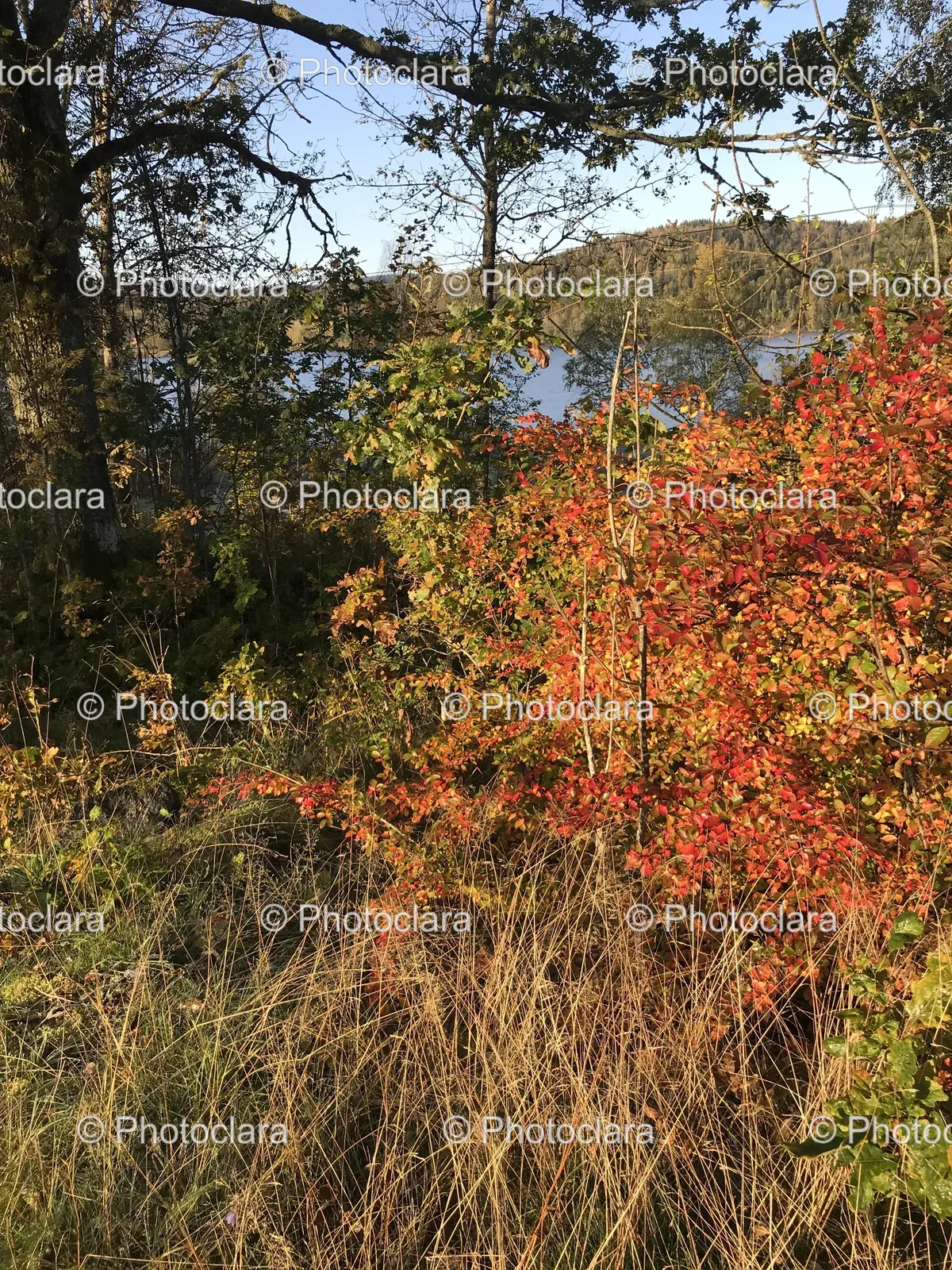 vibrant-autumn-trees.jpg