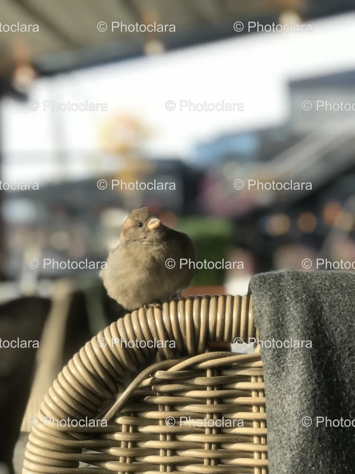 Bird-Perched-on-a-Chair.jpg