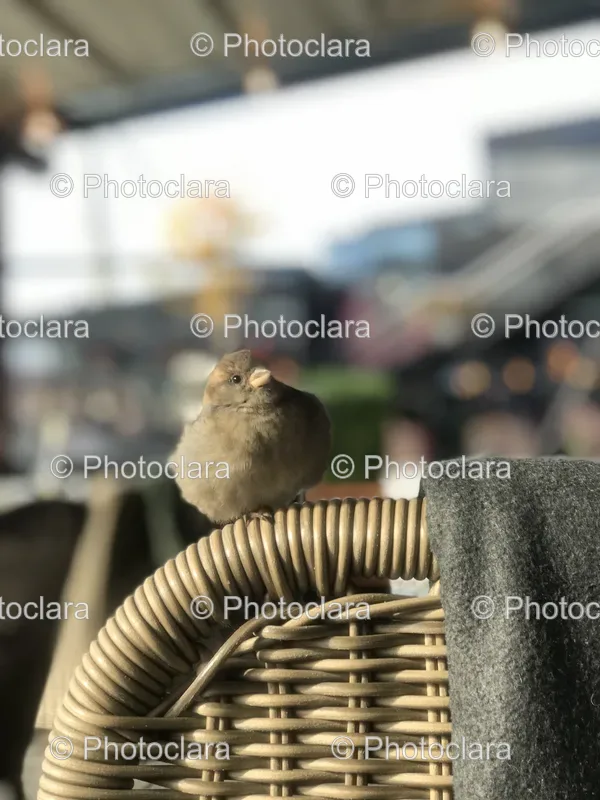 Birds and Urban Elements