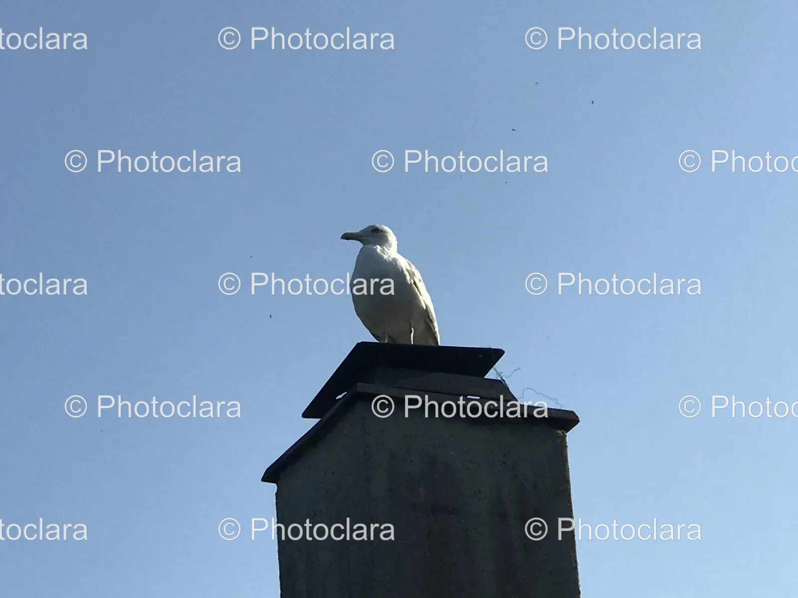 Seagull-Perched-on-Chimney.jpg