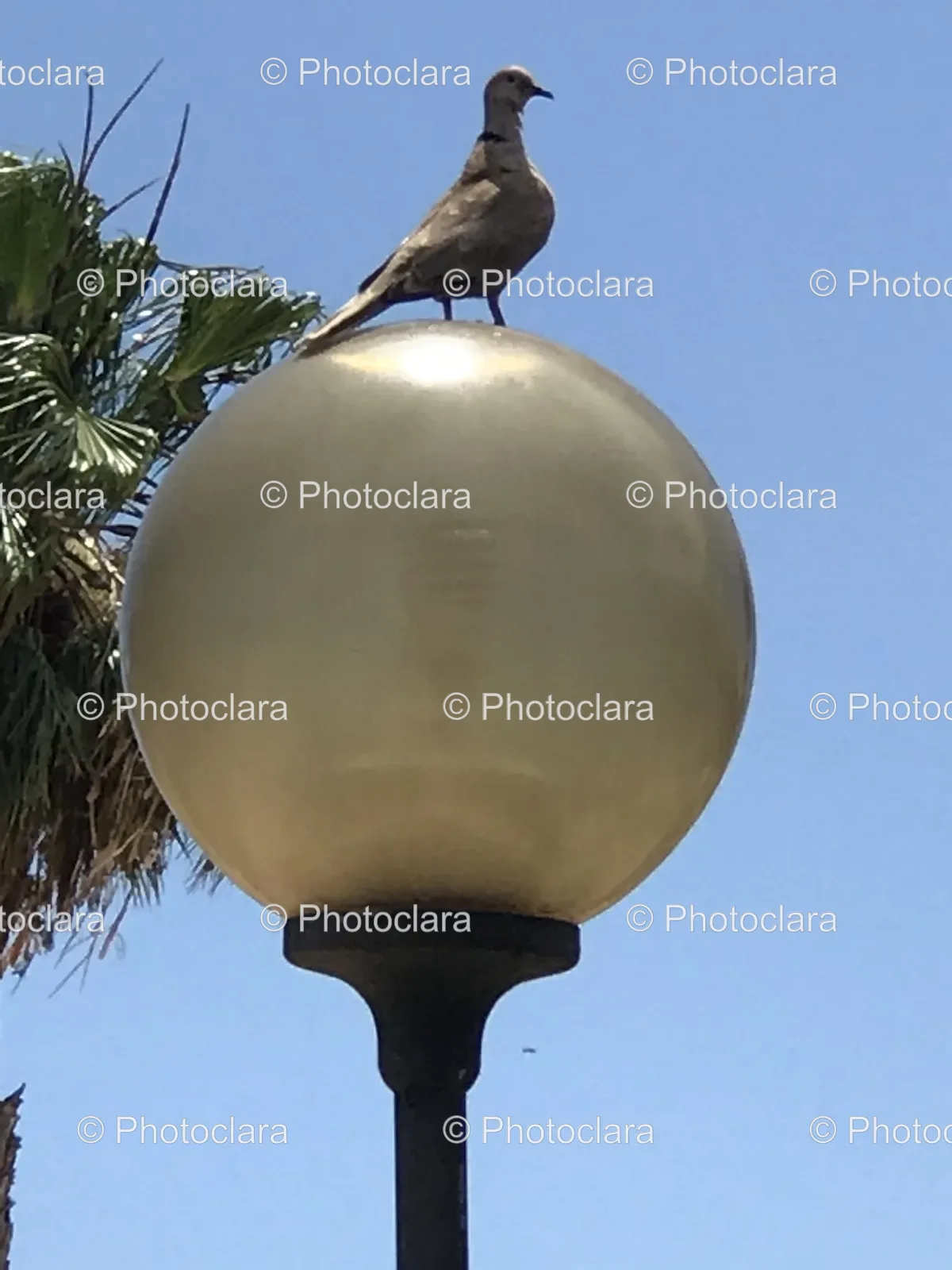 bird-light-pole-palm-tree-sky.jpg