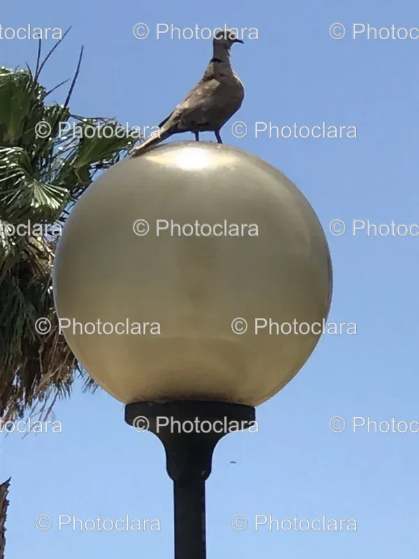 Birds on Poles