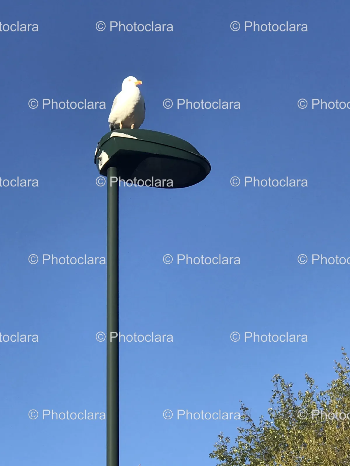 bird-on-light-pole.jpg