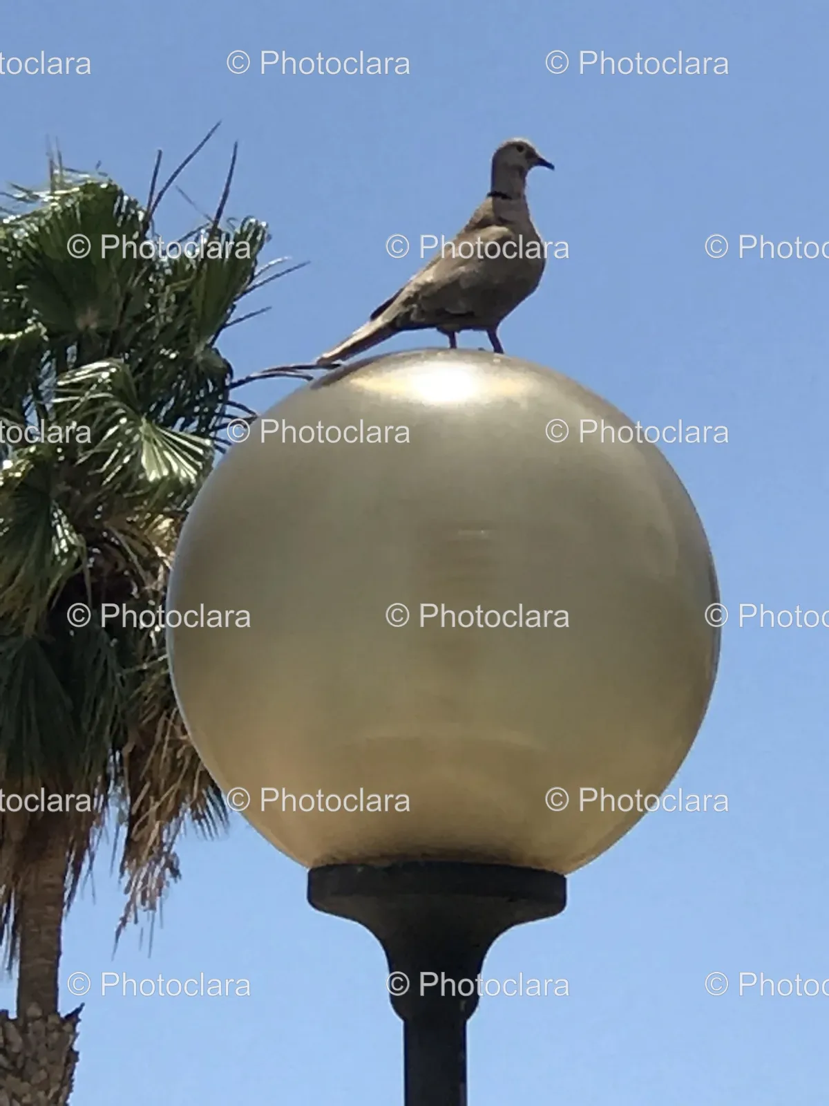 bird-perched-on-light-pole.jpg