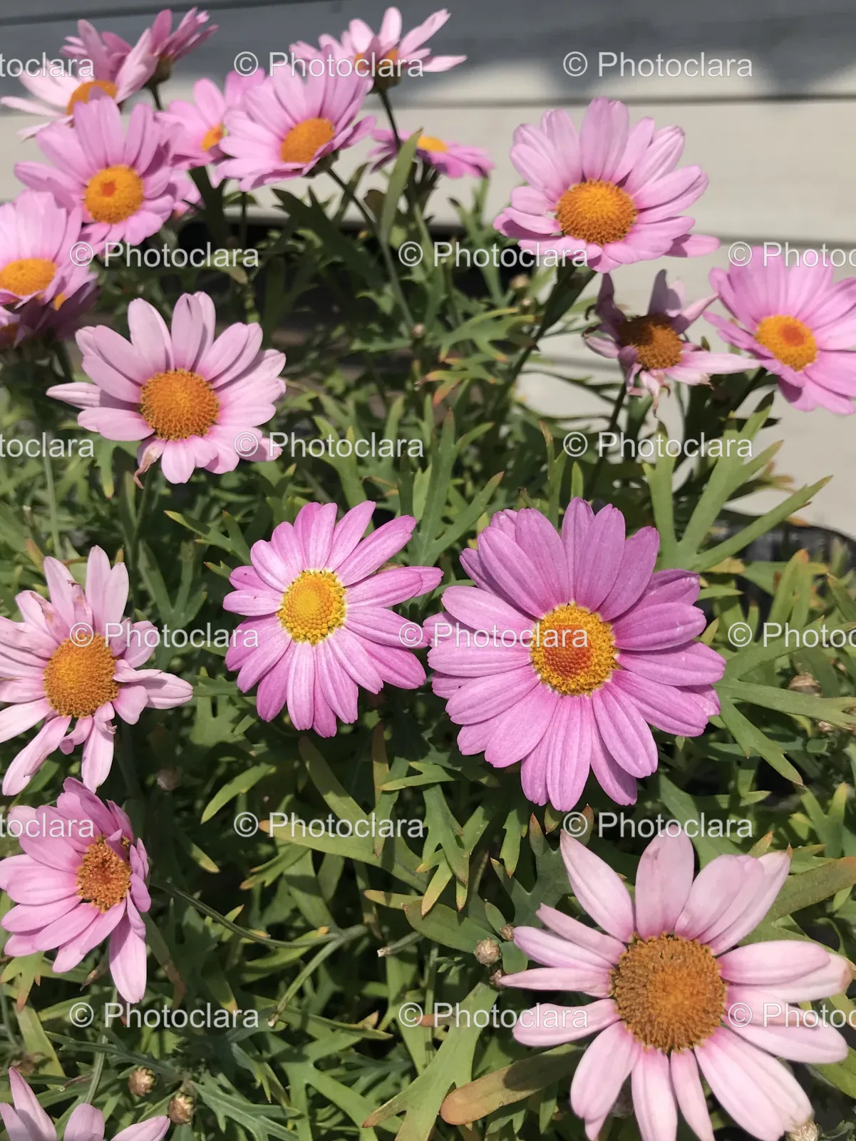 Beautiful-Pink-Flowers-in-Bloom.jpg