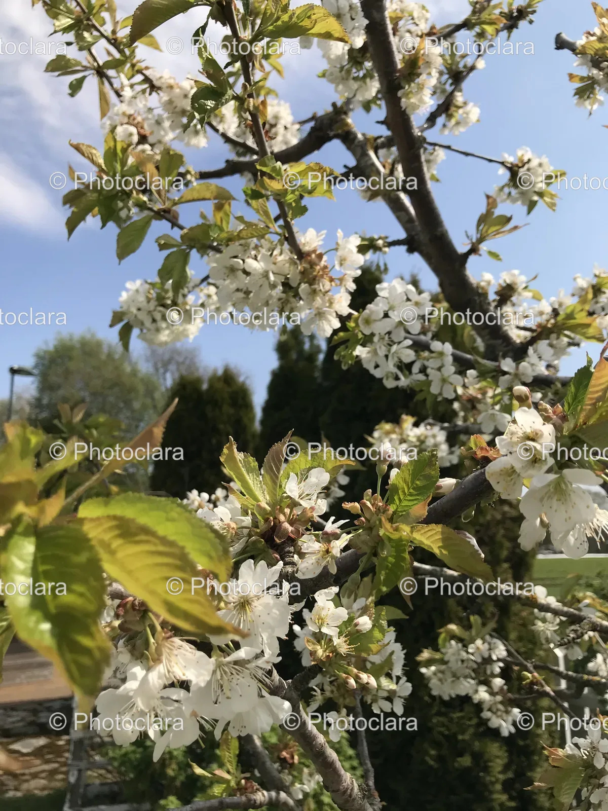 blooming-white-flower-tree-against-a-blue-sky.jpg