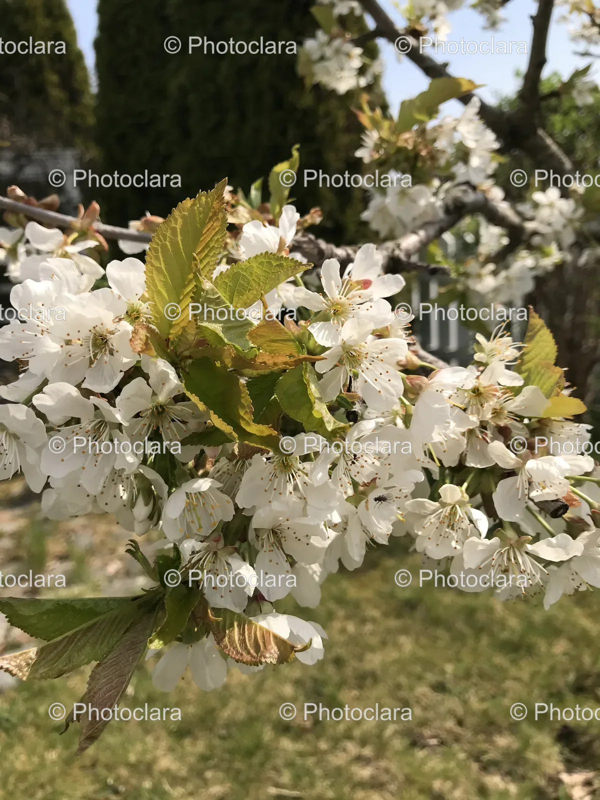 Close-Up-Blossoming-Tree-Branch.jpg