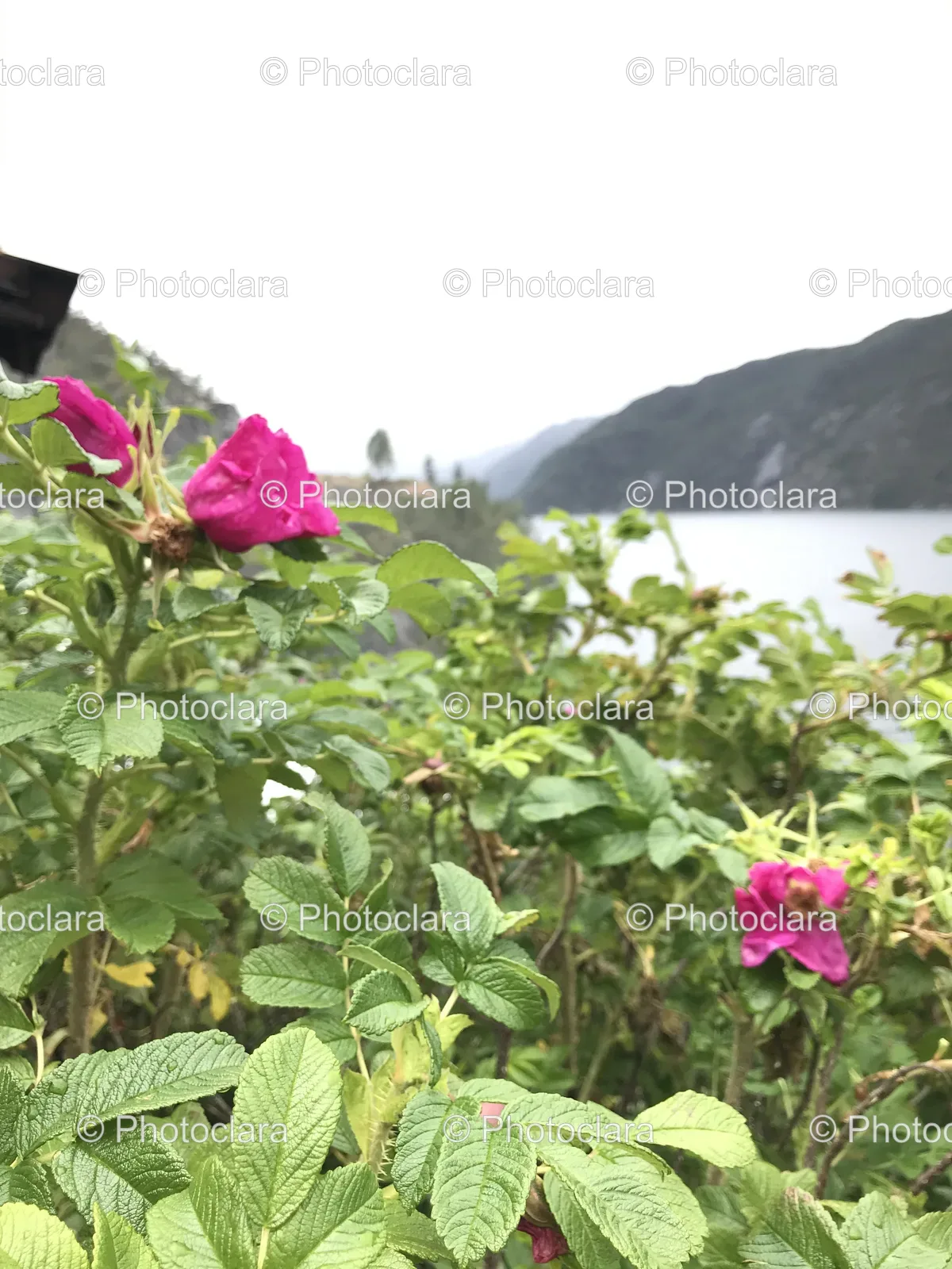 Close-up-of-Flowers-and-Water.jpg