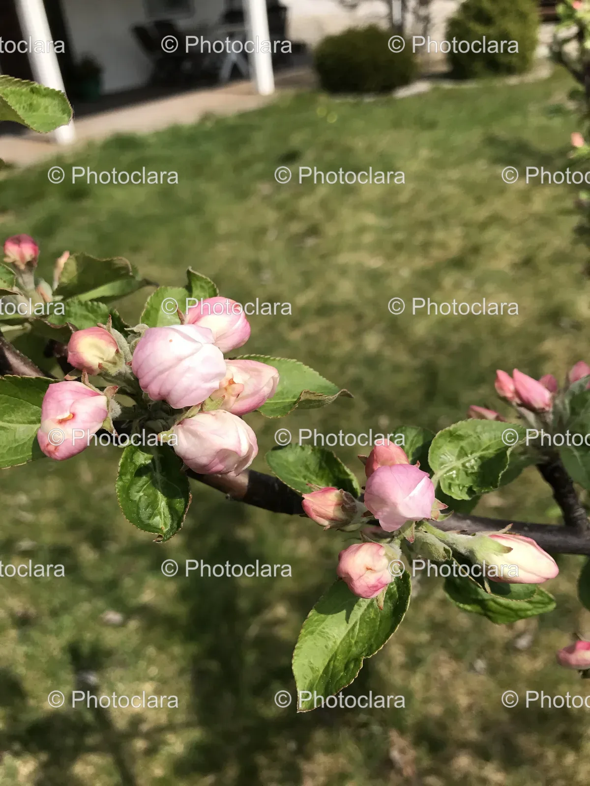 Close-up-of-Pink-Flowers-on-a-Branch.jpg