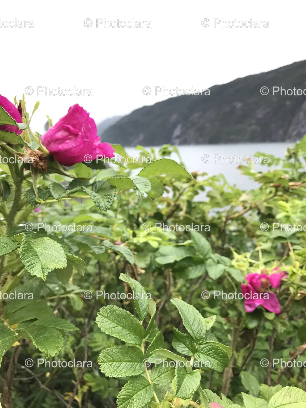 Close-Up-of-Radiant-Roses.jpg