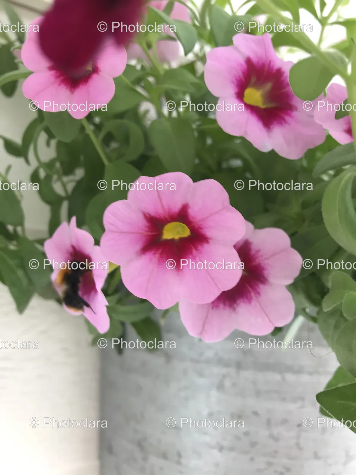 Close-Up-of-Vibrant-Petunias-in-Bloom.jpg