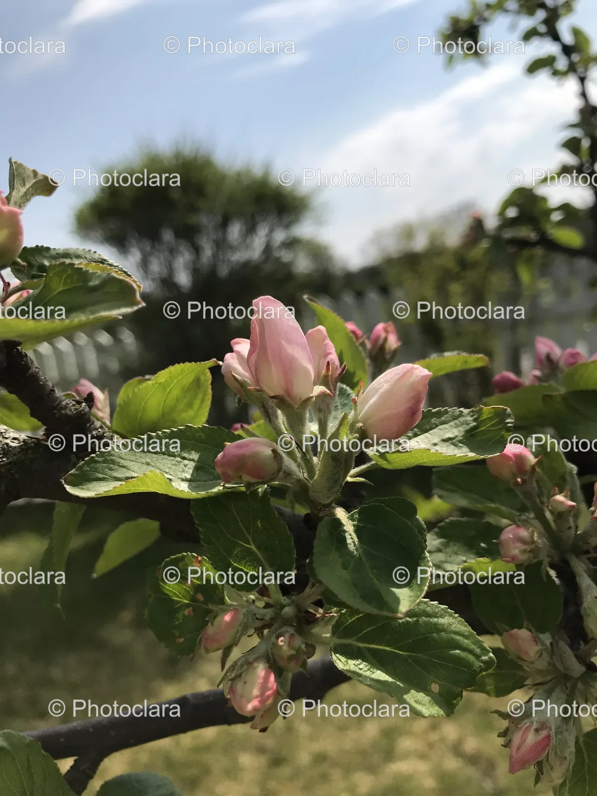 Close-Up-Tree-Branch-Pink-Blossoms.jpg