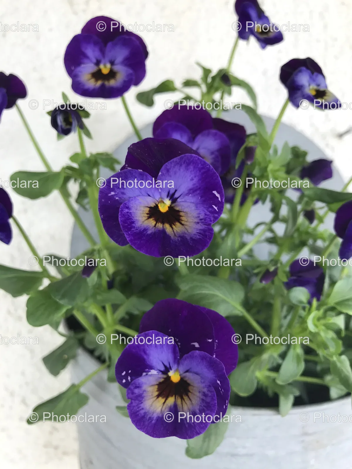 close-up-vibrant-purple-flowers.jpg