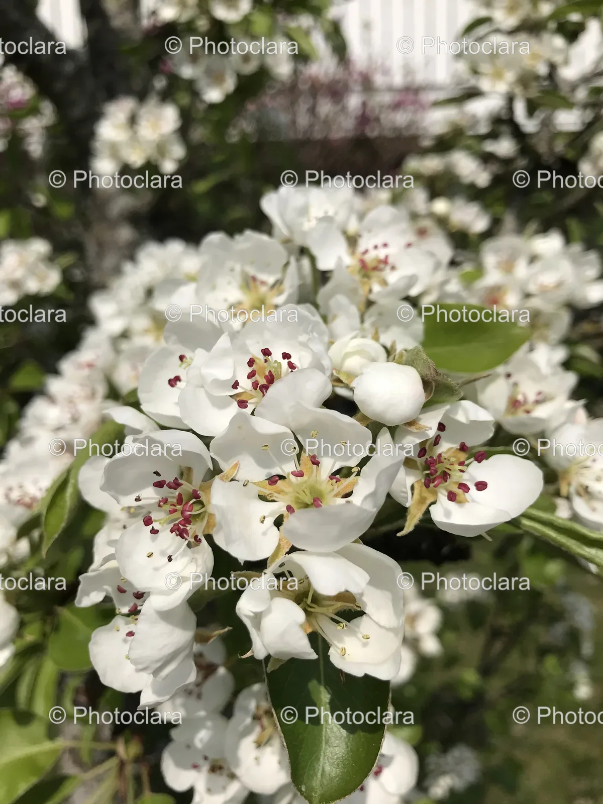 close-up-white-blossom.jpg