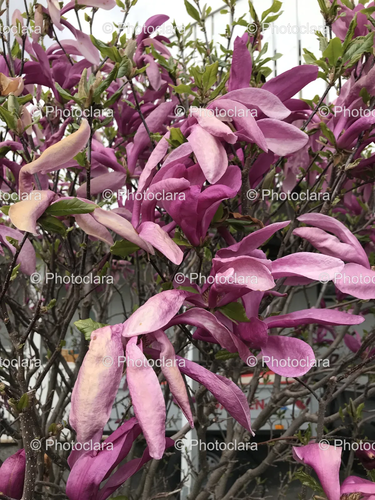 Purple-Magnolia-Blossoms-on-Tree.jpg
