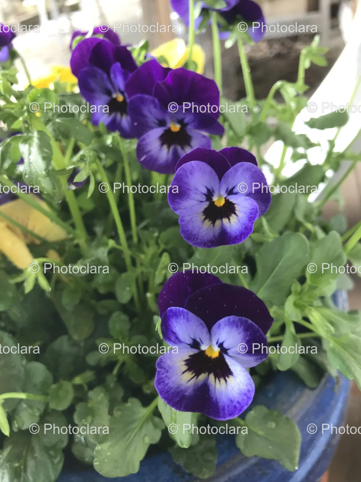purple-pansy-flowers.jpg