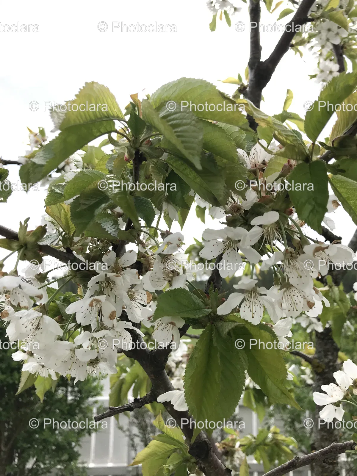 Spring-Blossoms.jpg