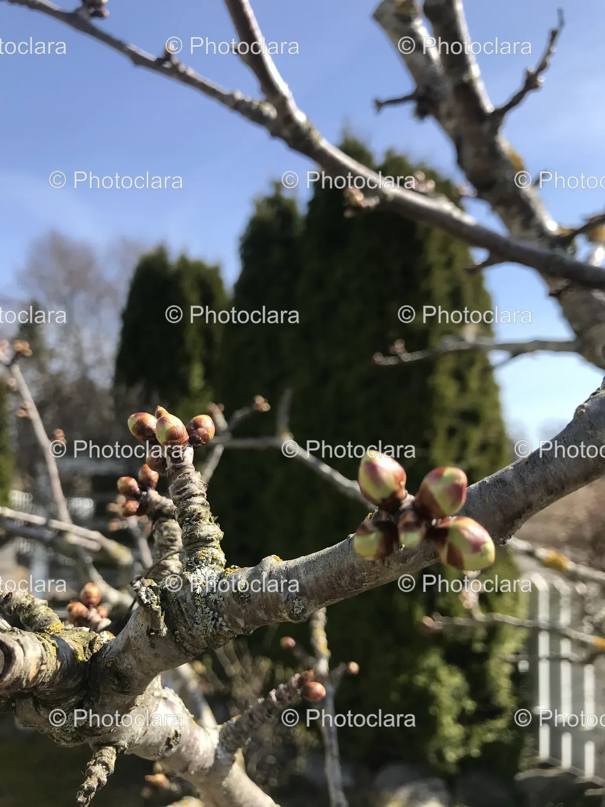 tree-branch-with-buds.jpg