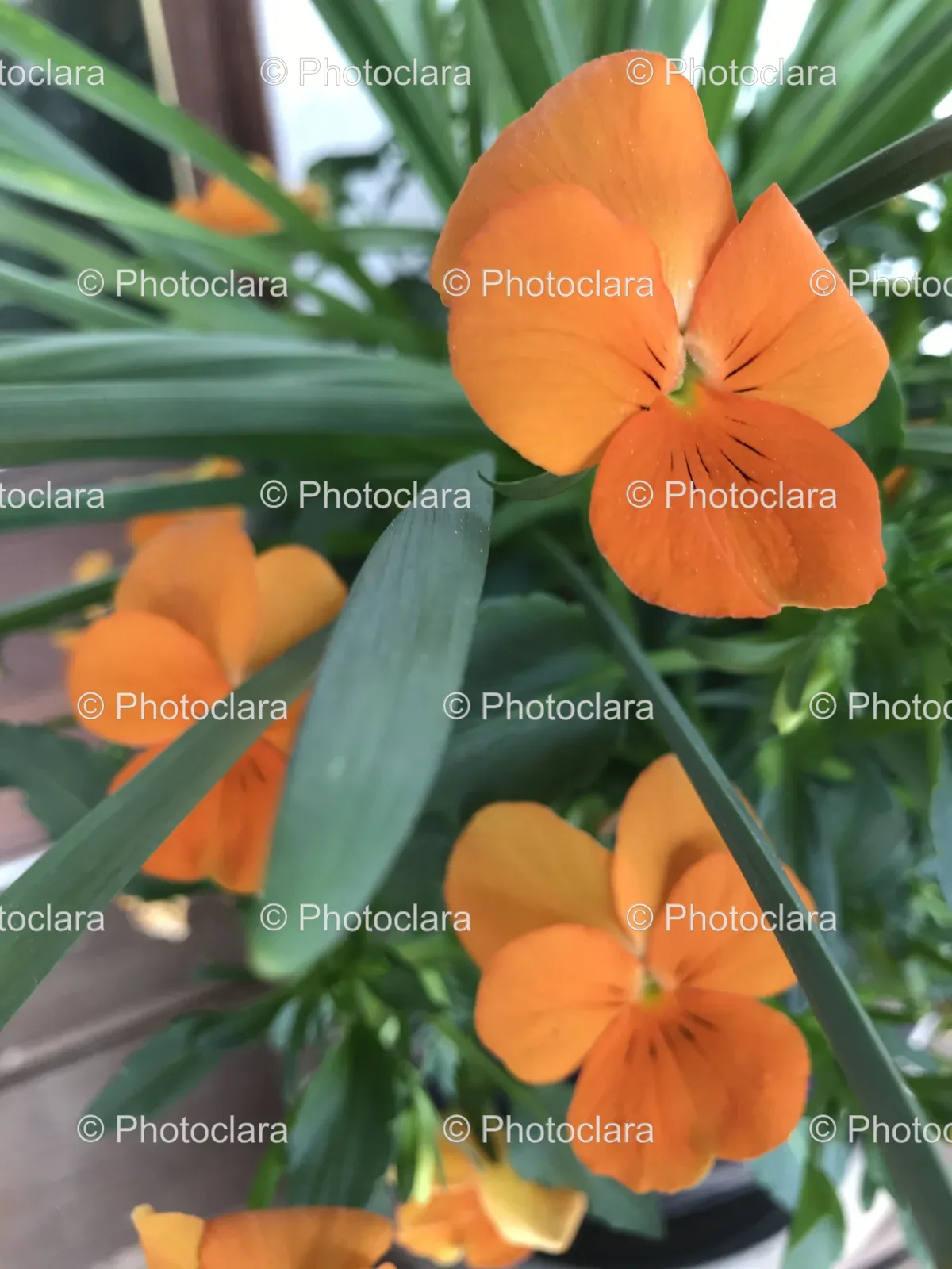vibrant-orange-blossoms.jpg