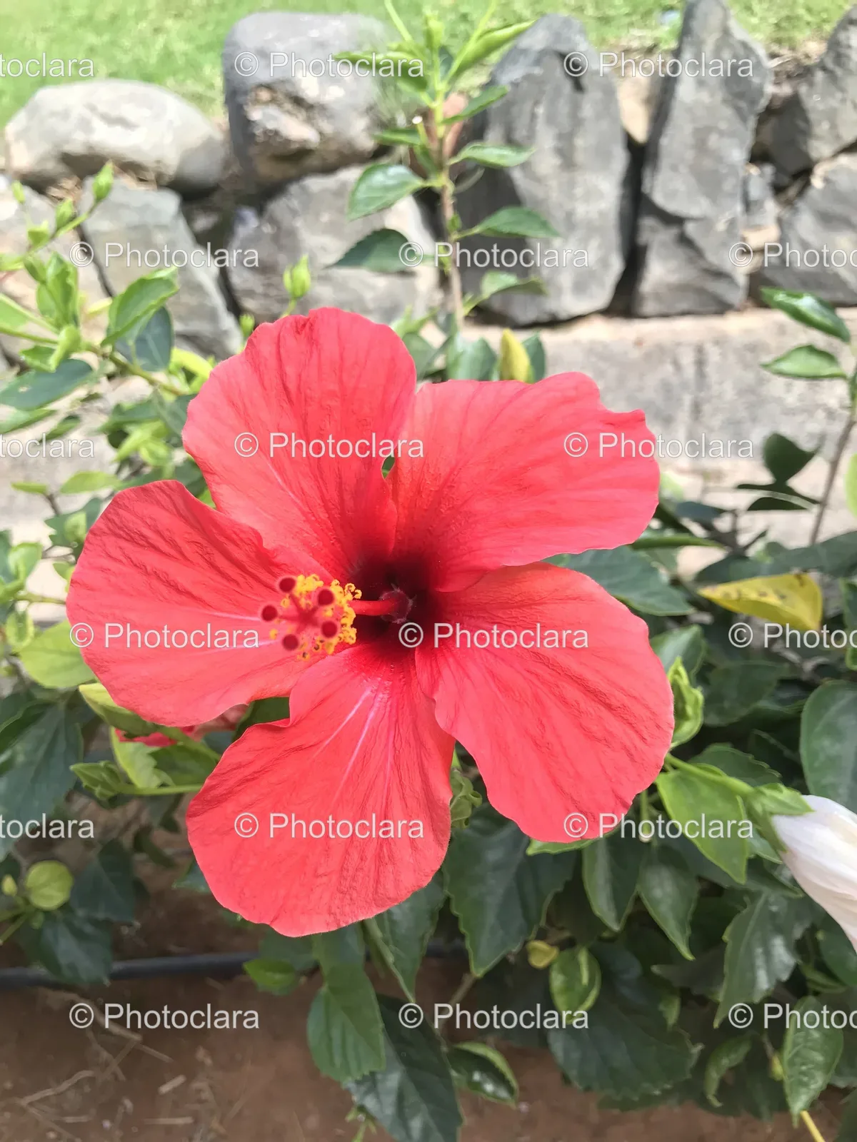 vibrant-red-hibiscus-in-full-bloom.jpg