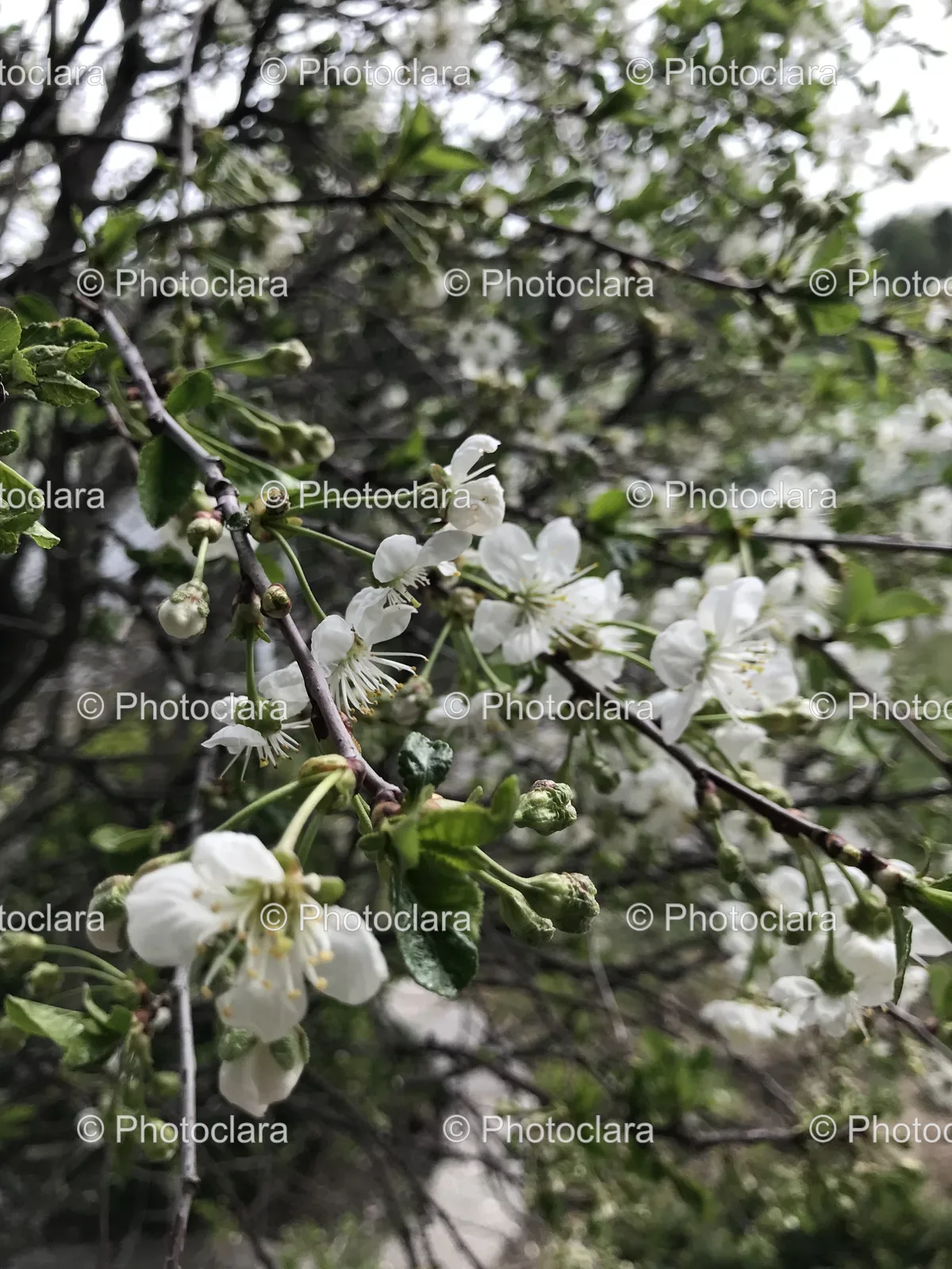 White-Blossoming-Tree.jpg