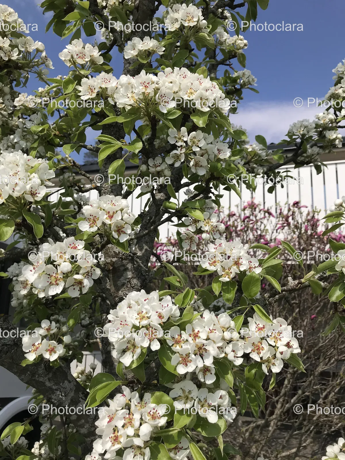 white-flowering-tree-in-spring.jpg