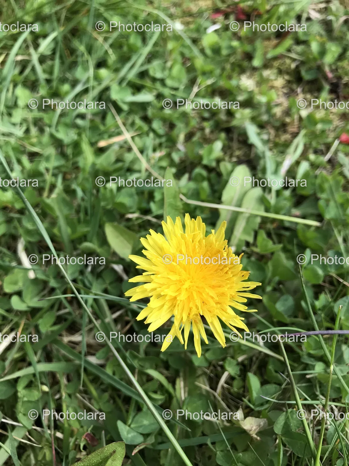 Yellow-Flower-in-Grass.jpg
