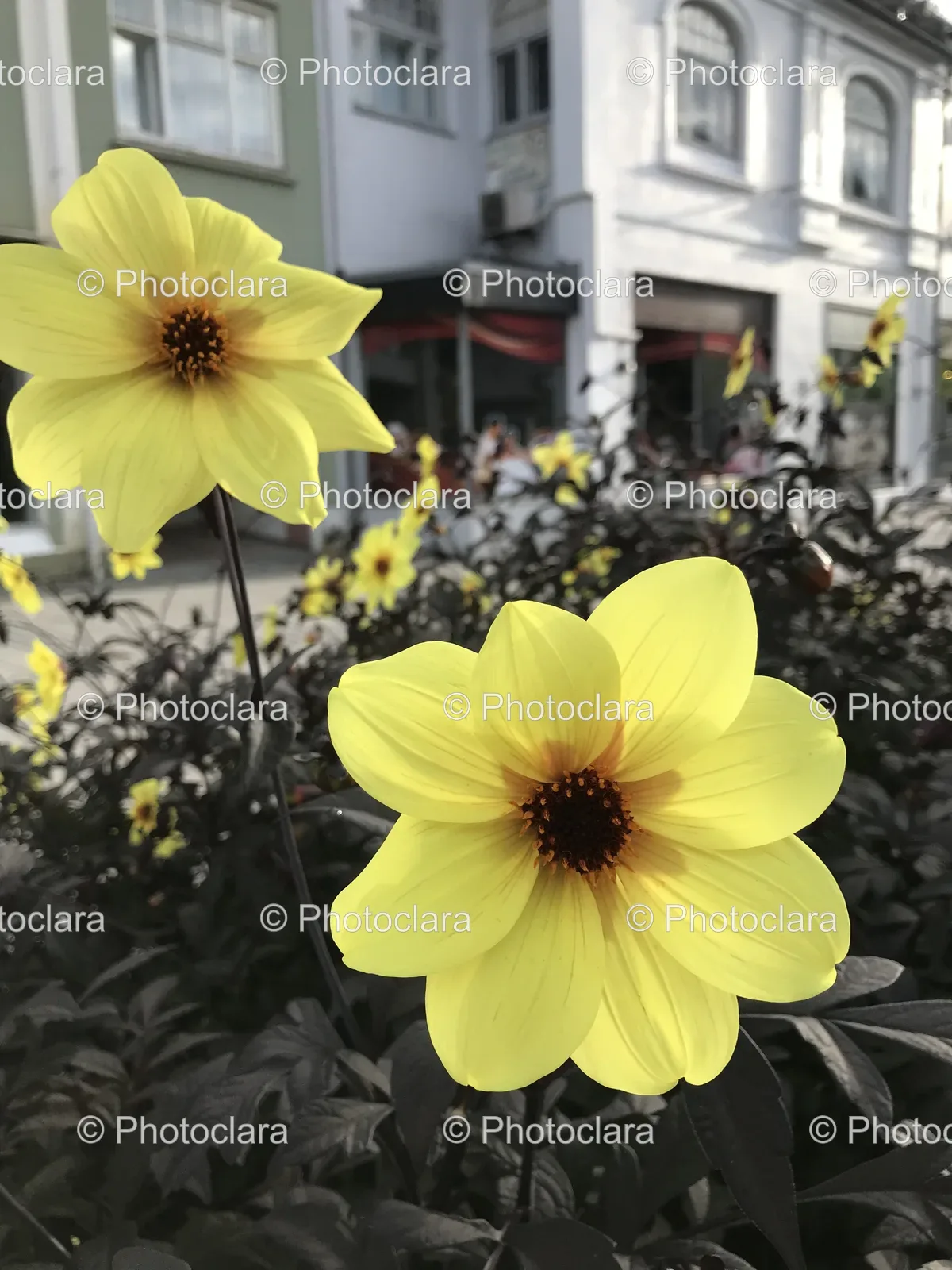 Yellow-Flowers-on-a-Plant.jpg
