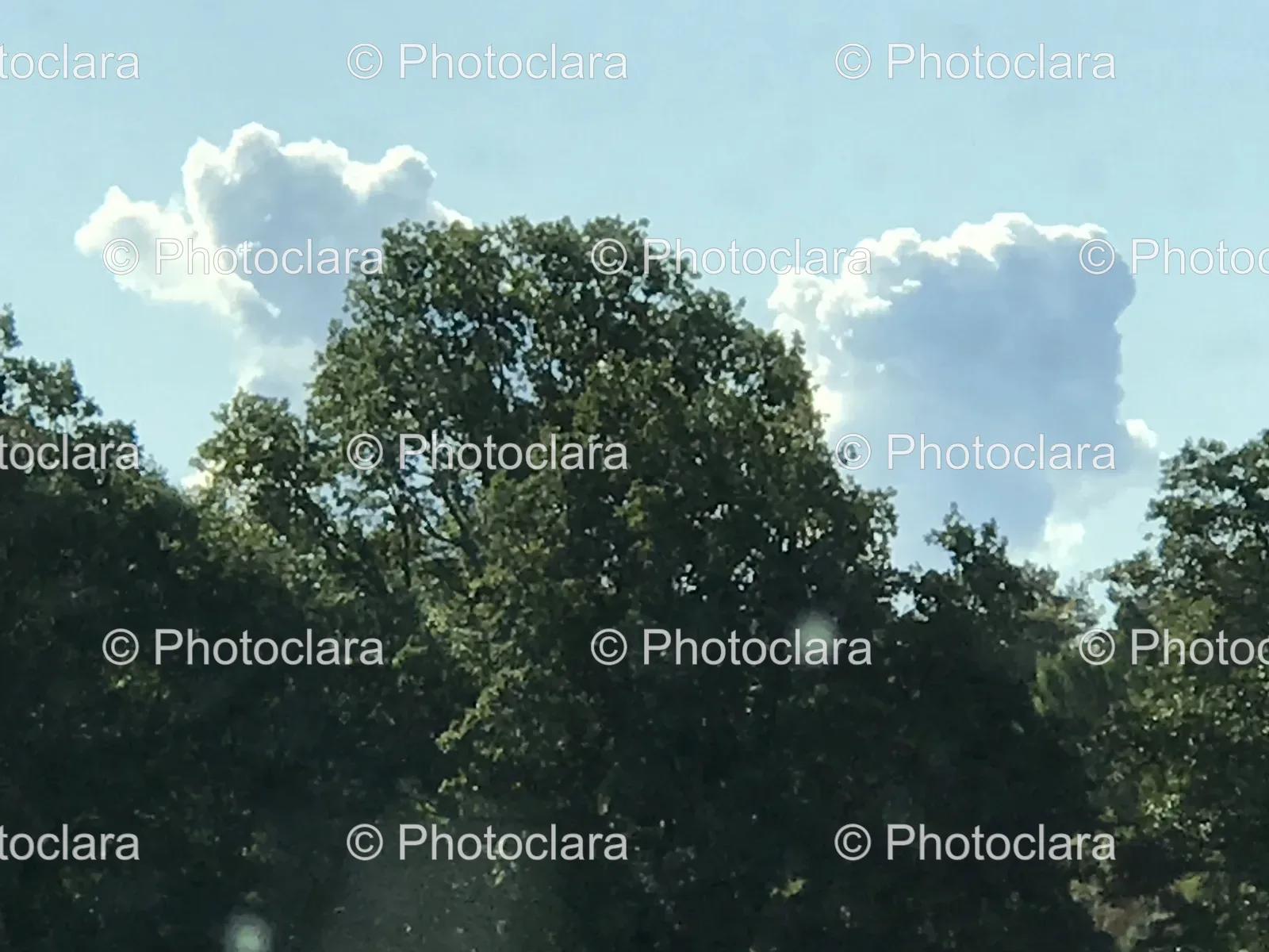Tree-Group-Under-Blue-Sky.jpg