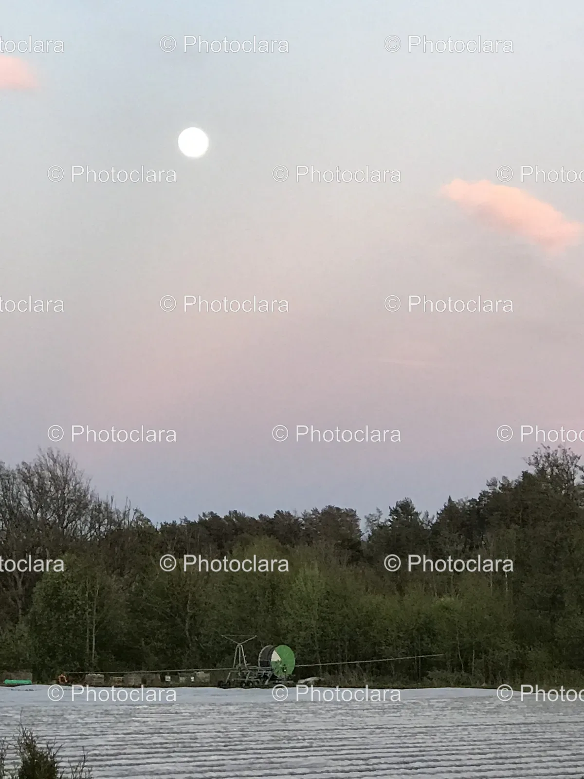 Moon-Over-Forest.jpg