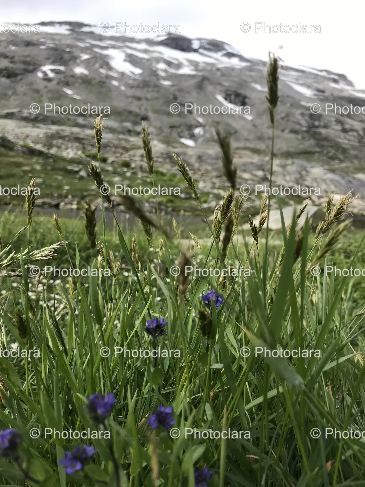 close-up-of-flowers-in-a-meadow.jpg