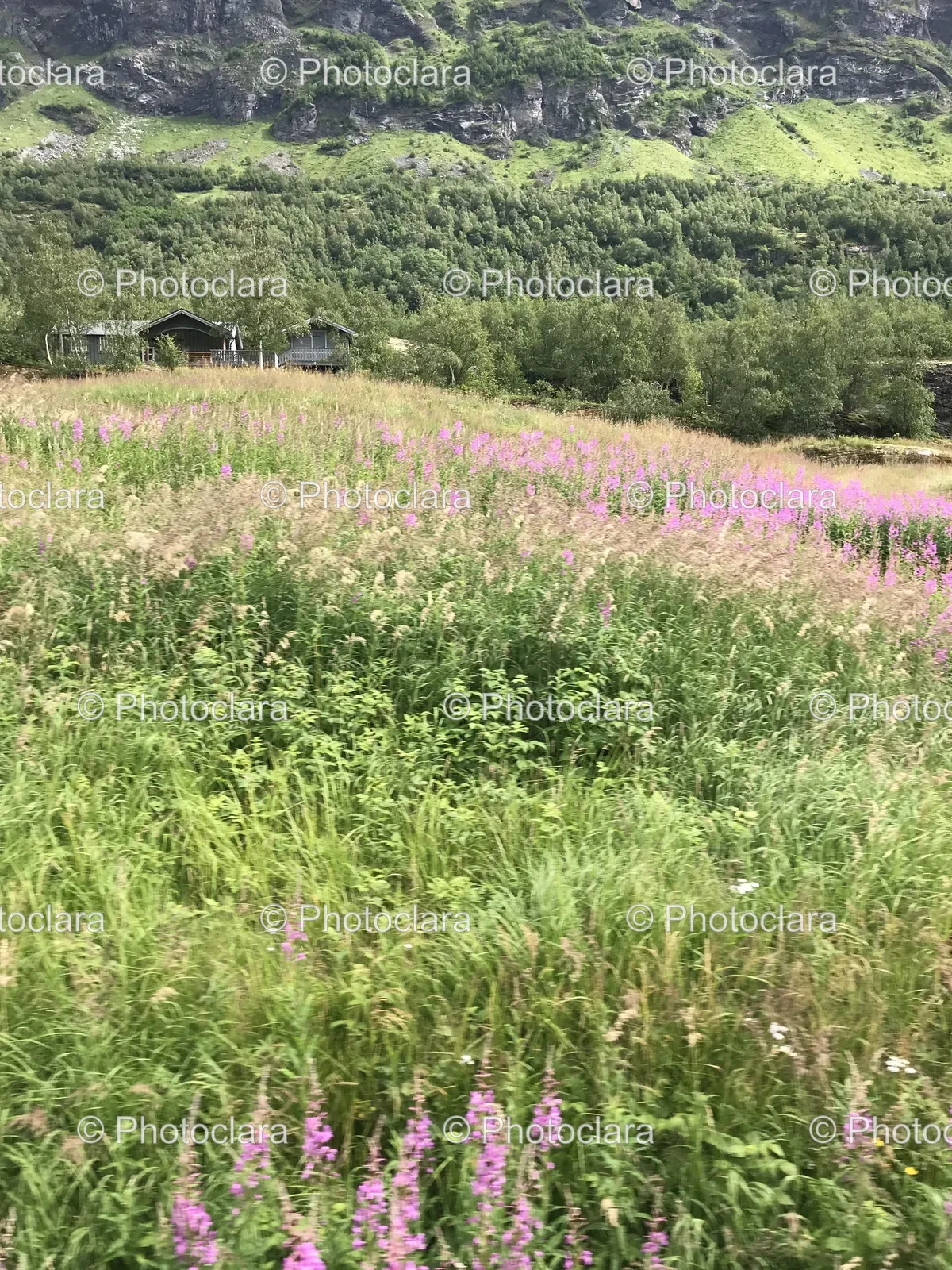 Field-of-Flowers-and-Trees.jpg