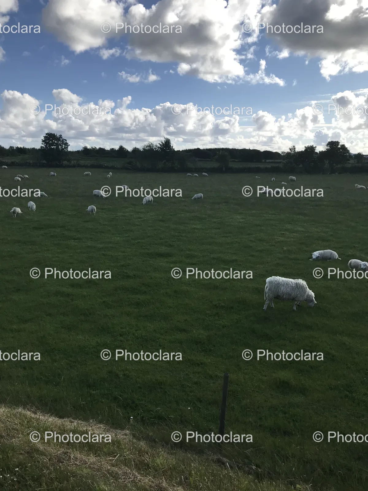 Grazing-Sheep-Serene-Meadow.jpg