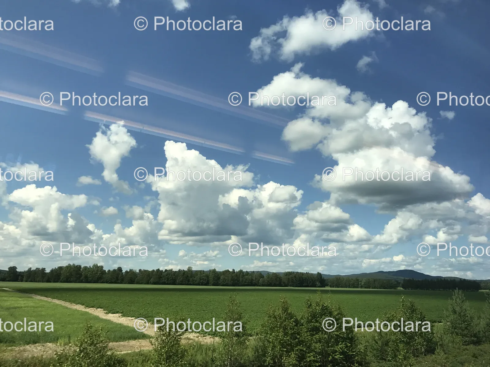 serene-field-green-grass-trees.jpg