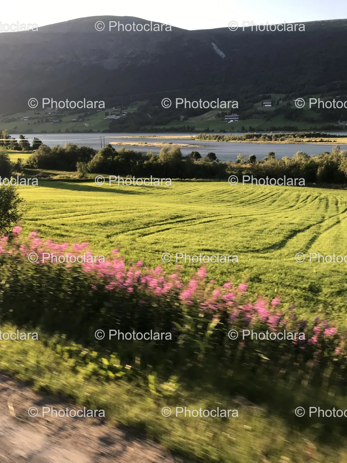 Serene-Field-of-Flowers-by-a-Lake.jpg